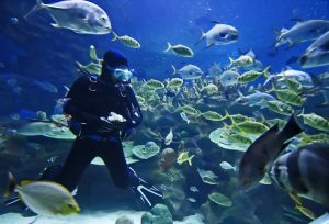 Scuba diving in Brazil